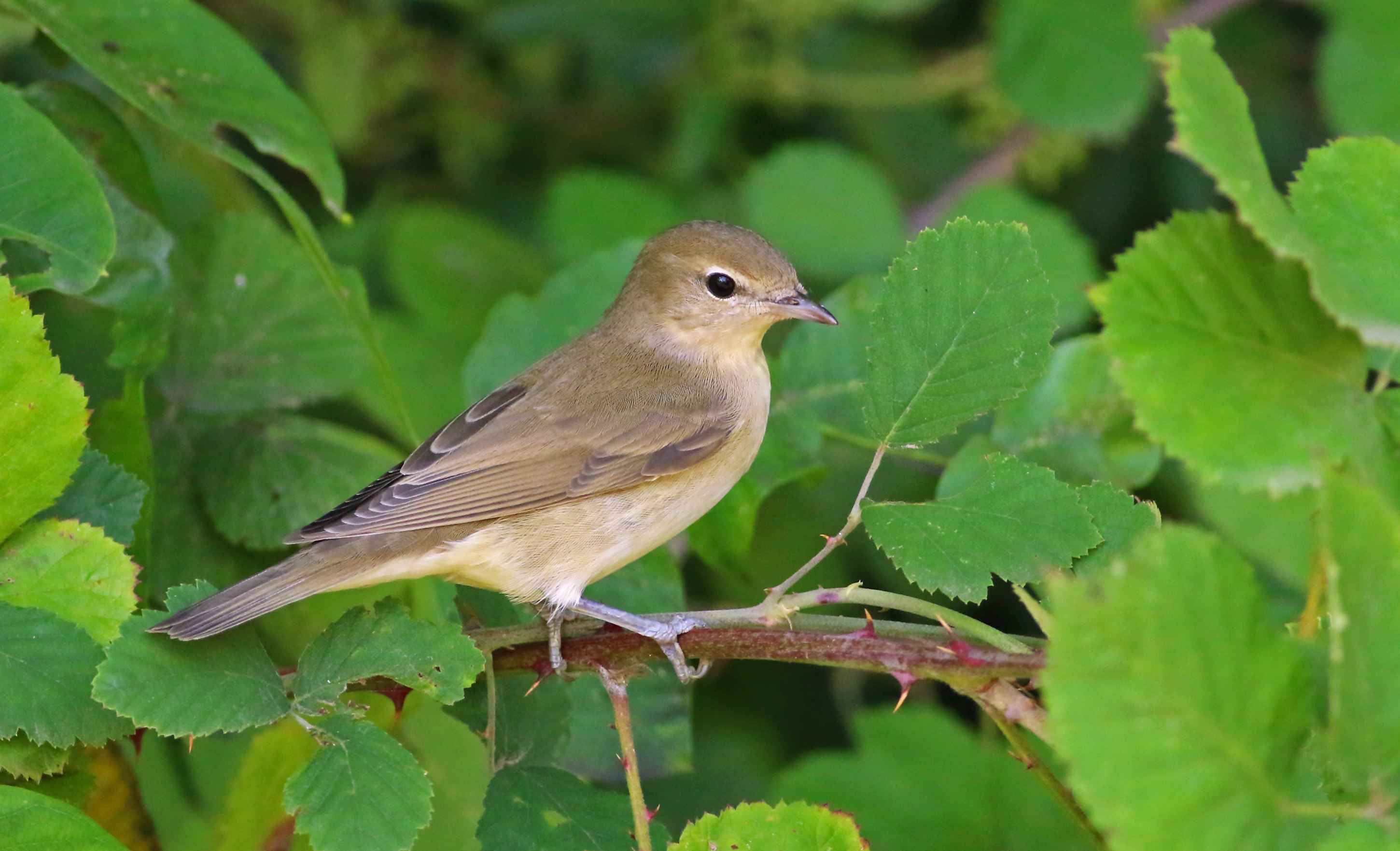 Garden Warbler